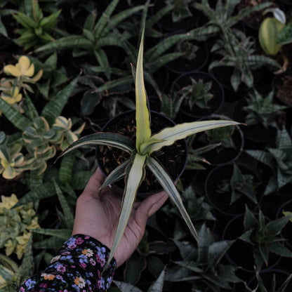 Sansevieria Midnight Fountain Variegated White