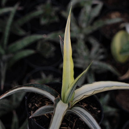 Sansevieria Midnight Fountain Variegated White