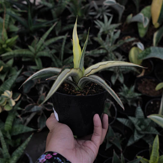 Sansevieria Midnight Fountain Variegated White