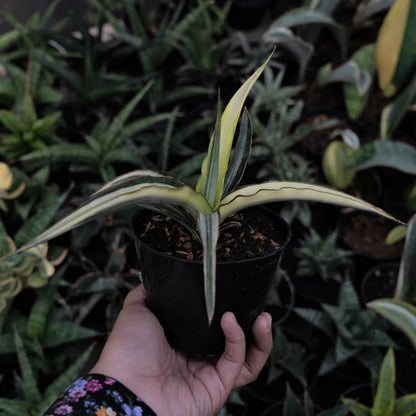 Sansevieria Midnight Fountain Variegated White