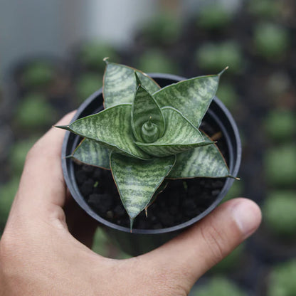 Sansevieria Motomo x Cordova