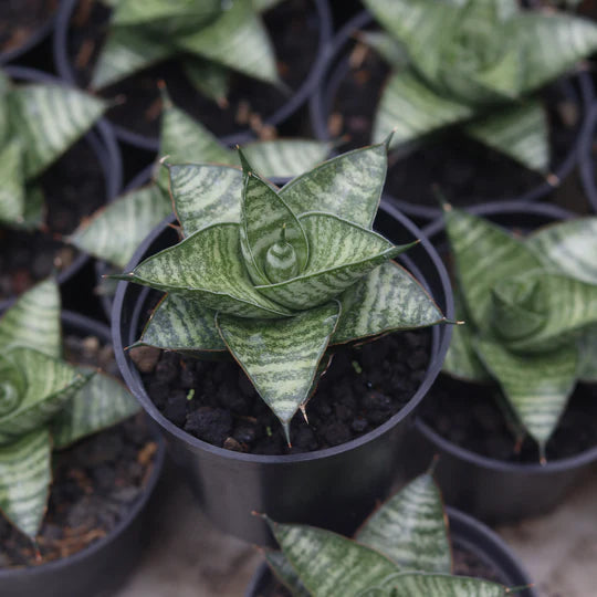 Sansevieria Motomo x Cordova