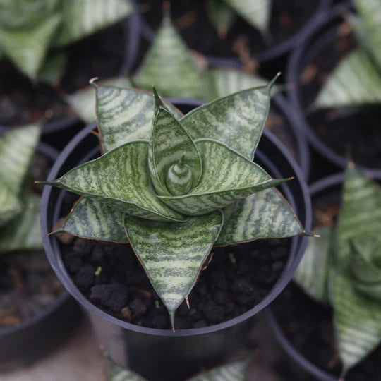 Sansevieria Motomo x Cordova