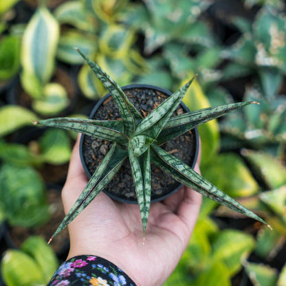 Sansevieria NN77