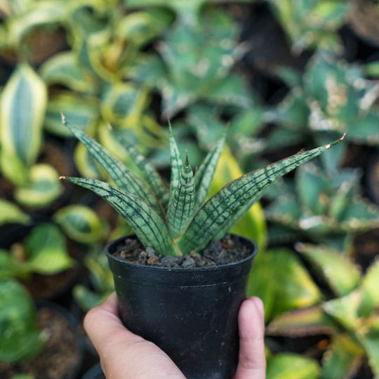 Sansevieria NN77