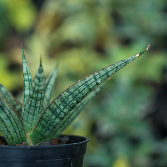 Sansevieria NN77