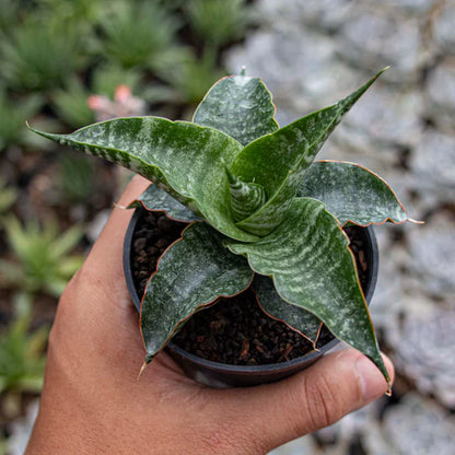 Sansevieria Nakula