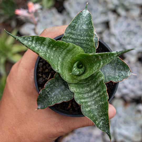 Sansevieria Nakula