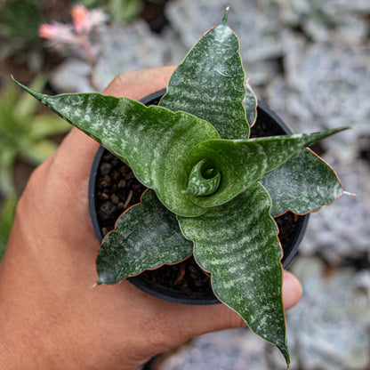 Sansevieria Nakula