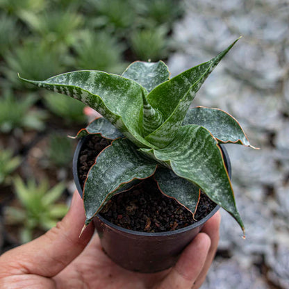 Sansevieria Nakula