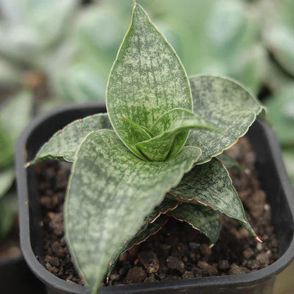 Sansevieria Nalika