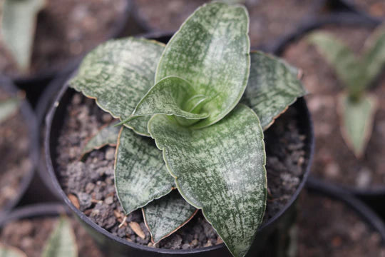 Sansevieria Nalika