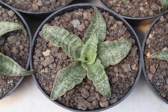 Sansevieria Nalika