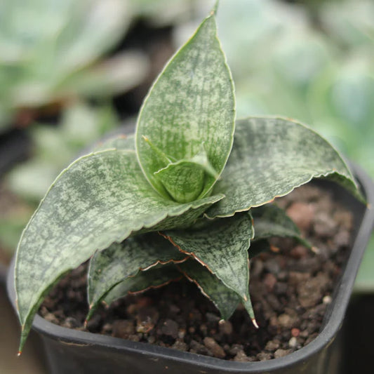 Sansevieria Nalika