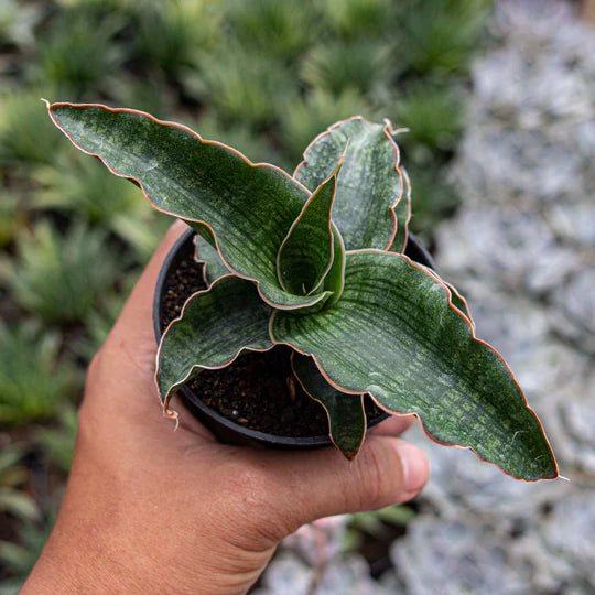 Sansevieria Nalika Green Form