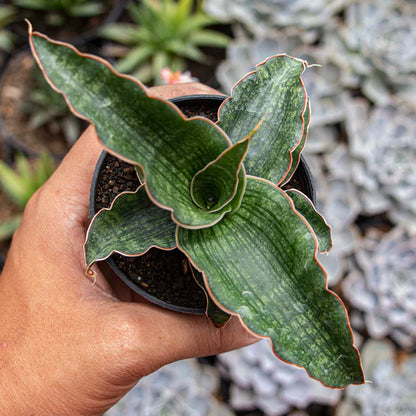 Sansevieria Nalika Green Form