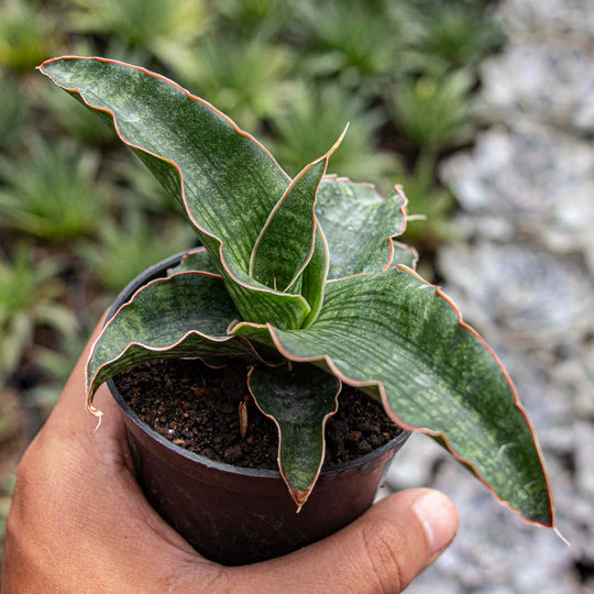 Sansevieria Nalika Green Form