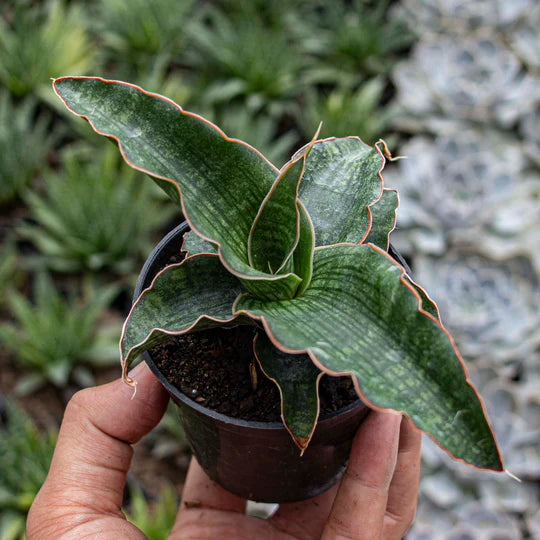 Sansevieria Nalika Green Form