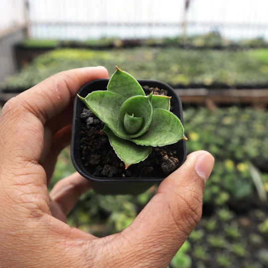 Sansevieria Pagoda Hybrid