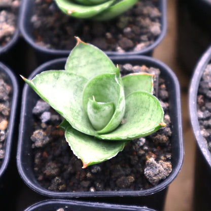 Sansevieria Pagoda Hybrid