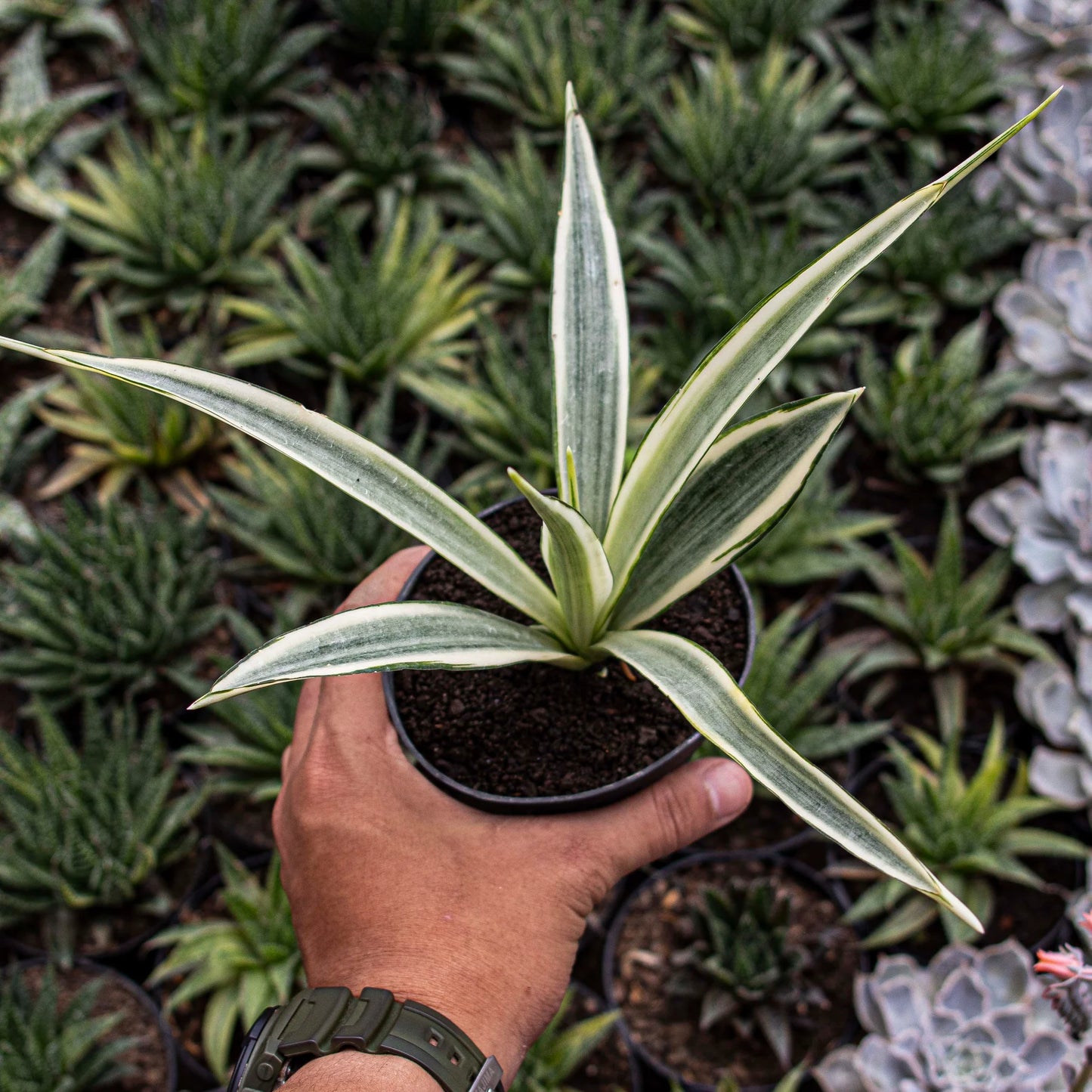 Sansevieria Parpalancet White Variegated