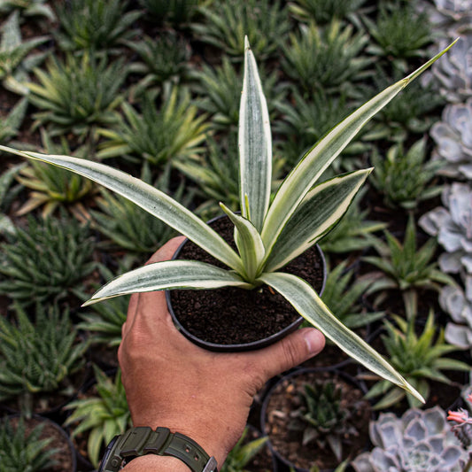 Sansevieria Parpalancet White Variegated