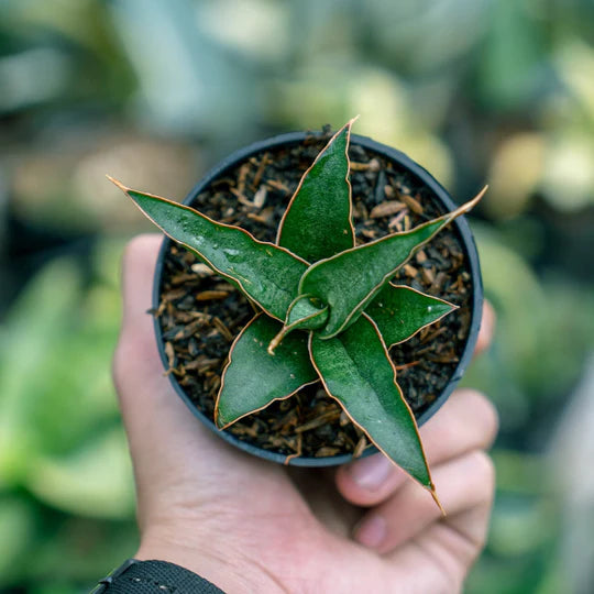 Sansevieria Pingui x Donglas