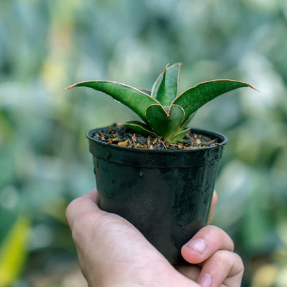 Sansevieria Pingui x Donglas