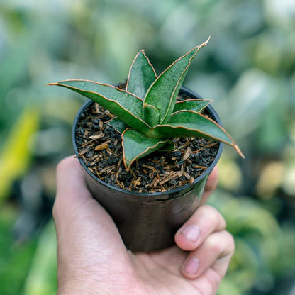 Sansevieria Pingui x Donglas