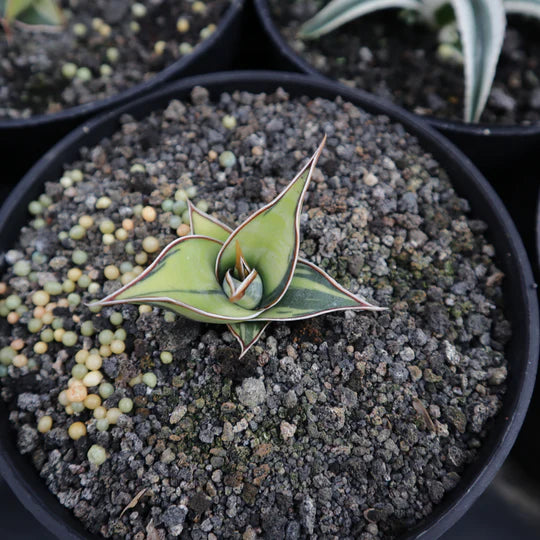 Sansevieria Pinguicula Variegated