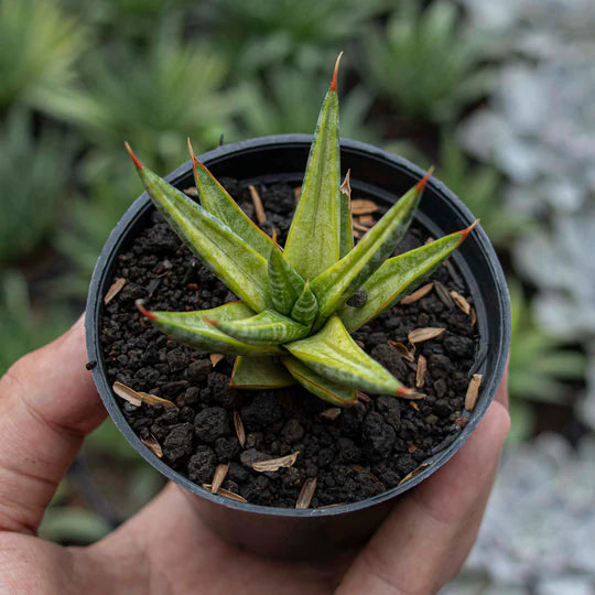 Sansevieria Prancisii Variegated