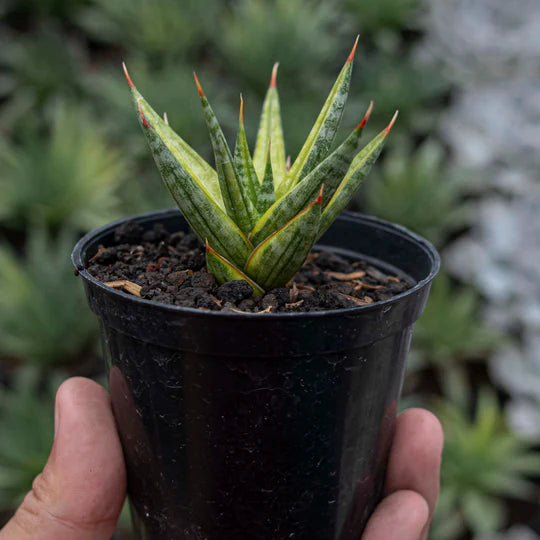 Sansevieria Prancisii Variegated