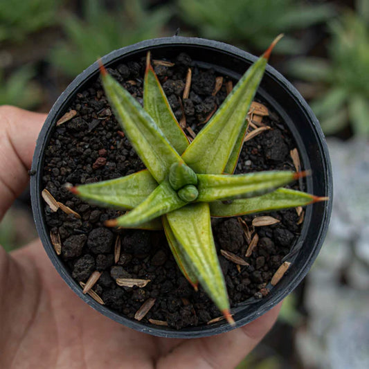 Sansevieria Prancisii Variegated