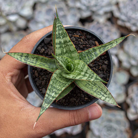 Sansevieria Renjana