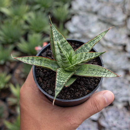 Sansevieria Renjana