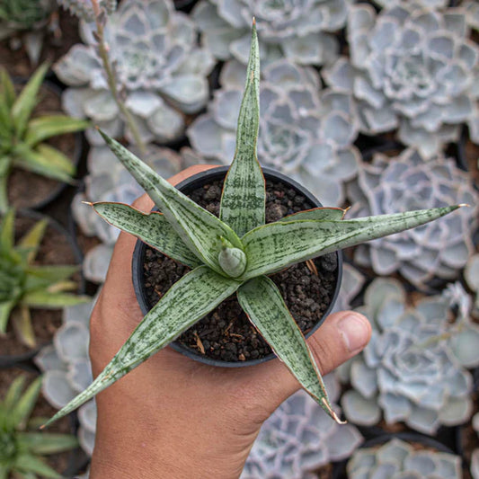 Sansevieria Renjana