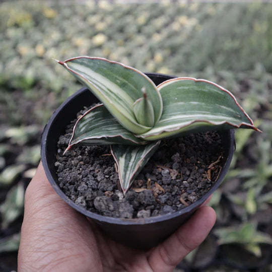 Sansevieria Robusta Variegated White