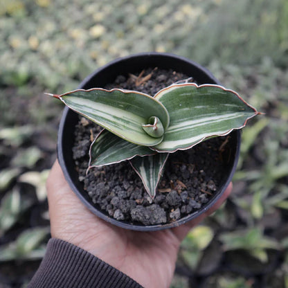 Sansevieria Robusta Variegated White