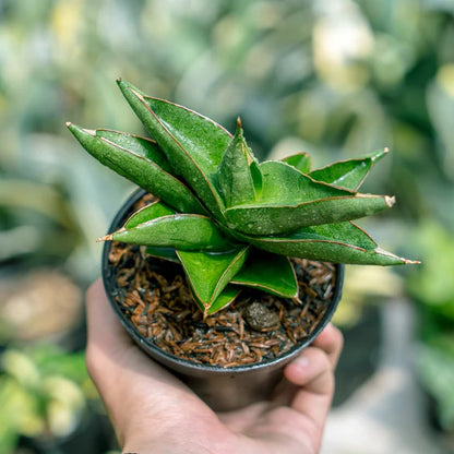 Sansevieria Robusta x Boncell