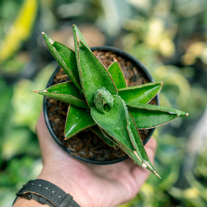 Sansevieria Robusta x Boncell