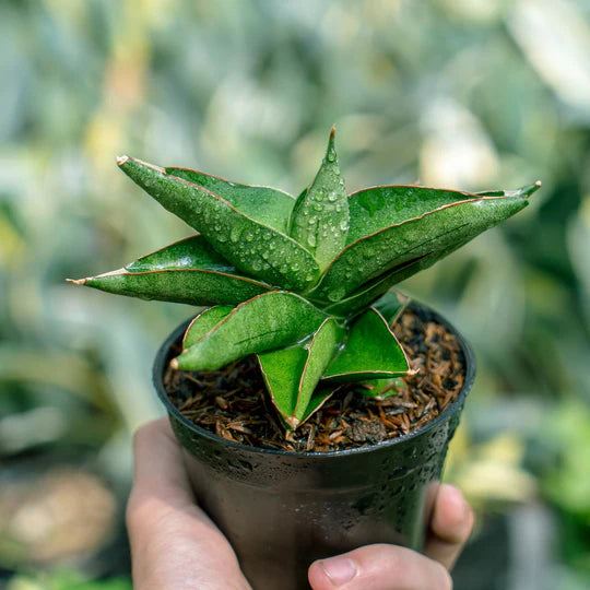 Sansevieria Robusta x Boncell