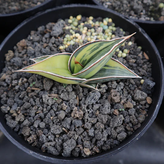 Sansevieria Rorida Variegated