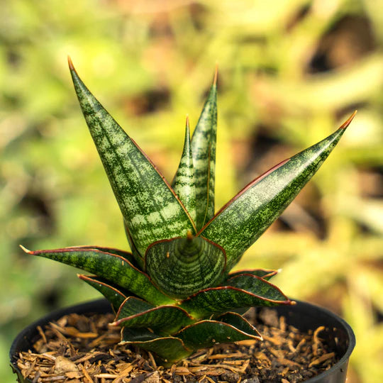 Sansevieria Rorokidul