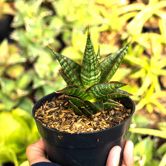 Sansevieria Rorokidul