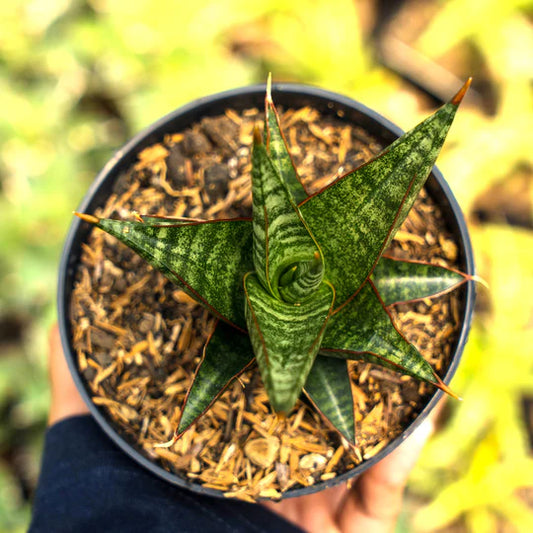 Sansevieria Rorokidul