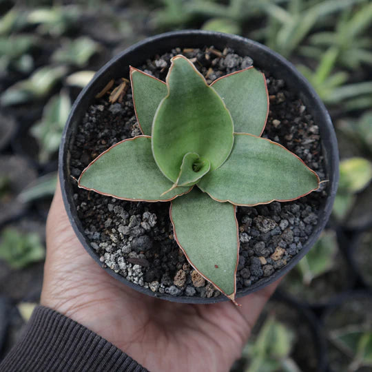 Sansevieria Rosalie Hybrid