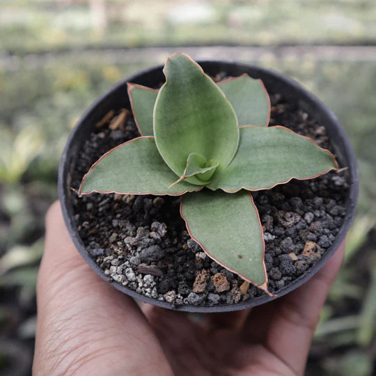 Sansevieria Rosalie Hybrid