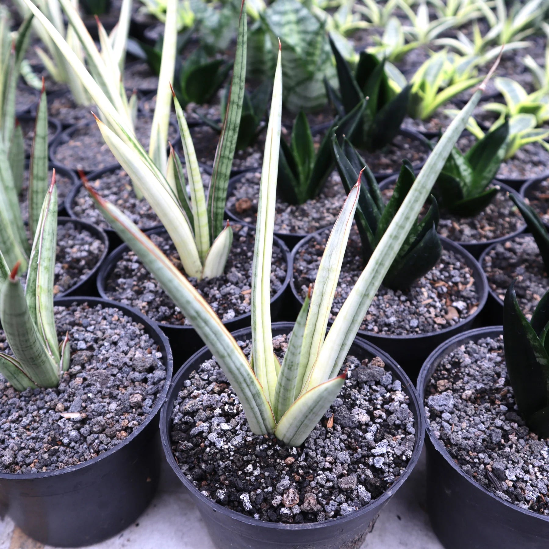 Sansevieria Royal Crown Variegated Yellow