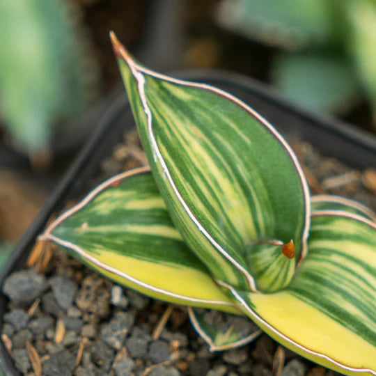 Sansevieria Samurai dwarf Variegated