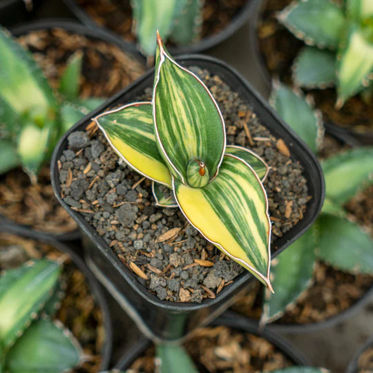 Sansevieria Samurai dwarf Variegated